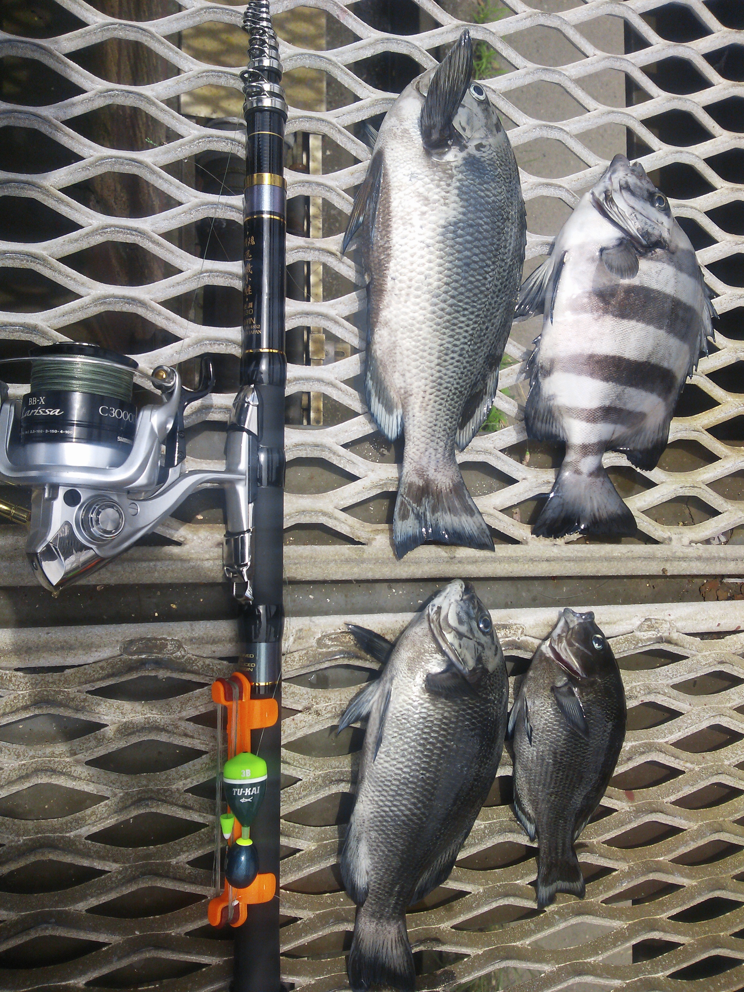 山内延浩様のレポート | (株)宇崎日新（NISSIN）| 磯・船・渓流などの