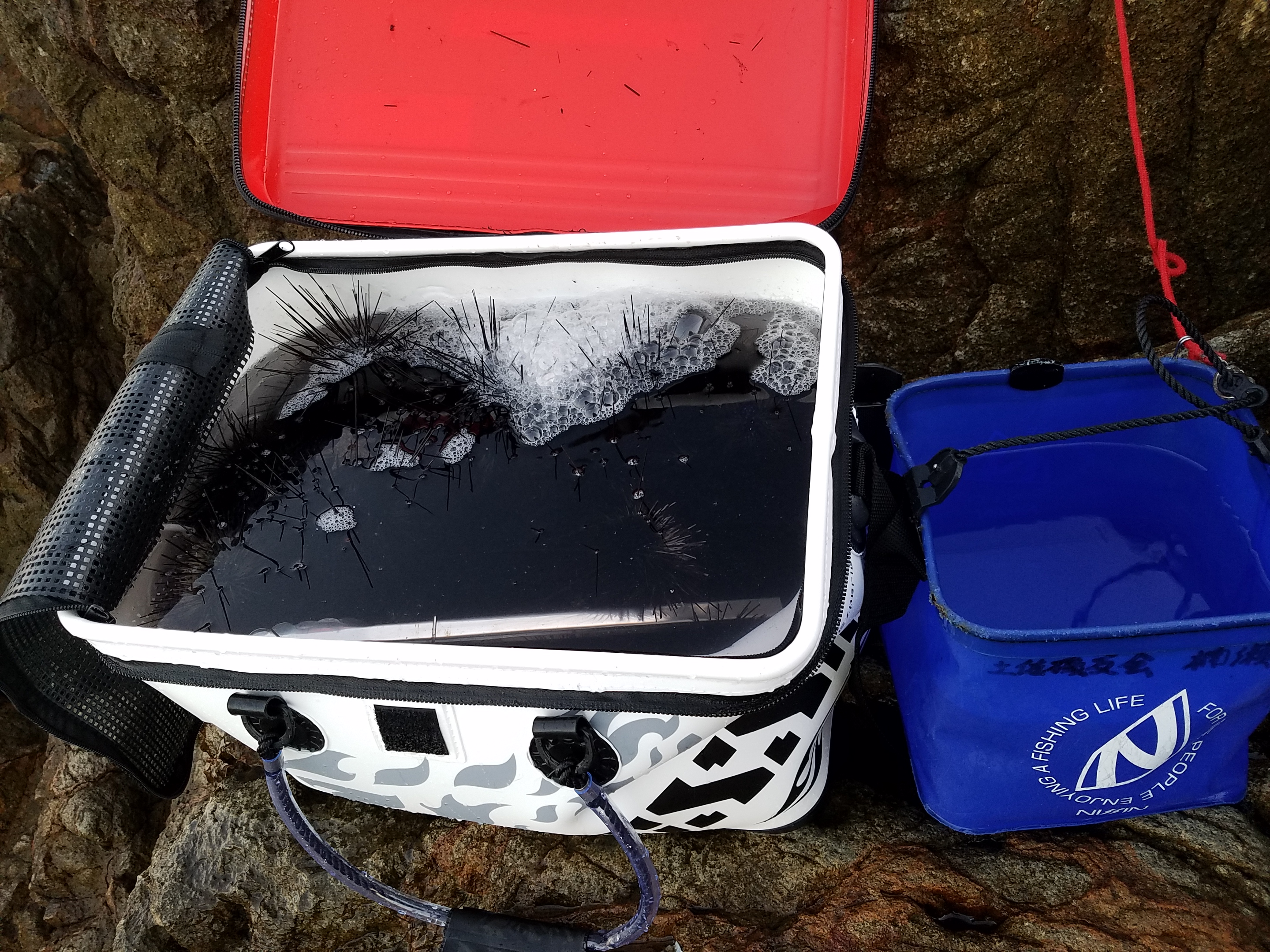 高知県土佐清水市足摺岬で石鯛! | (株)宇崎日新（NISSIN）| 磯・船