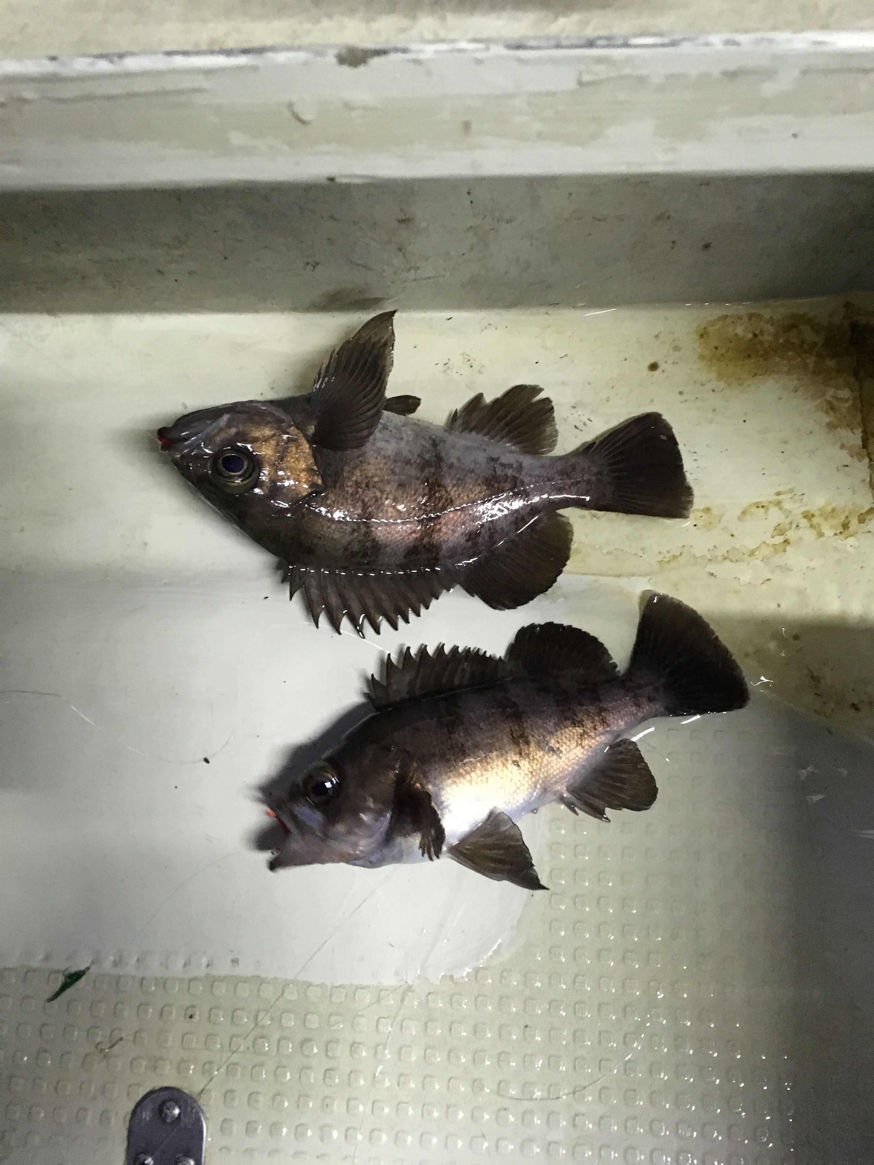 淡路沖船メバル | (株)宇崎日新（NISSIN）| 磯・船・渓流などの釣り竿