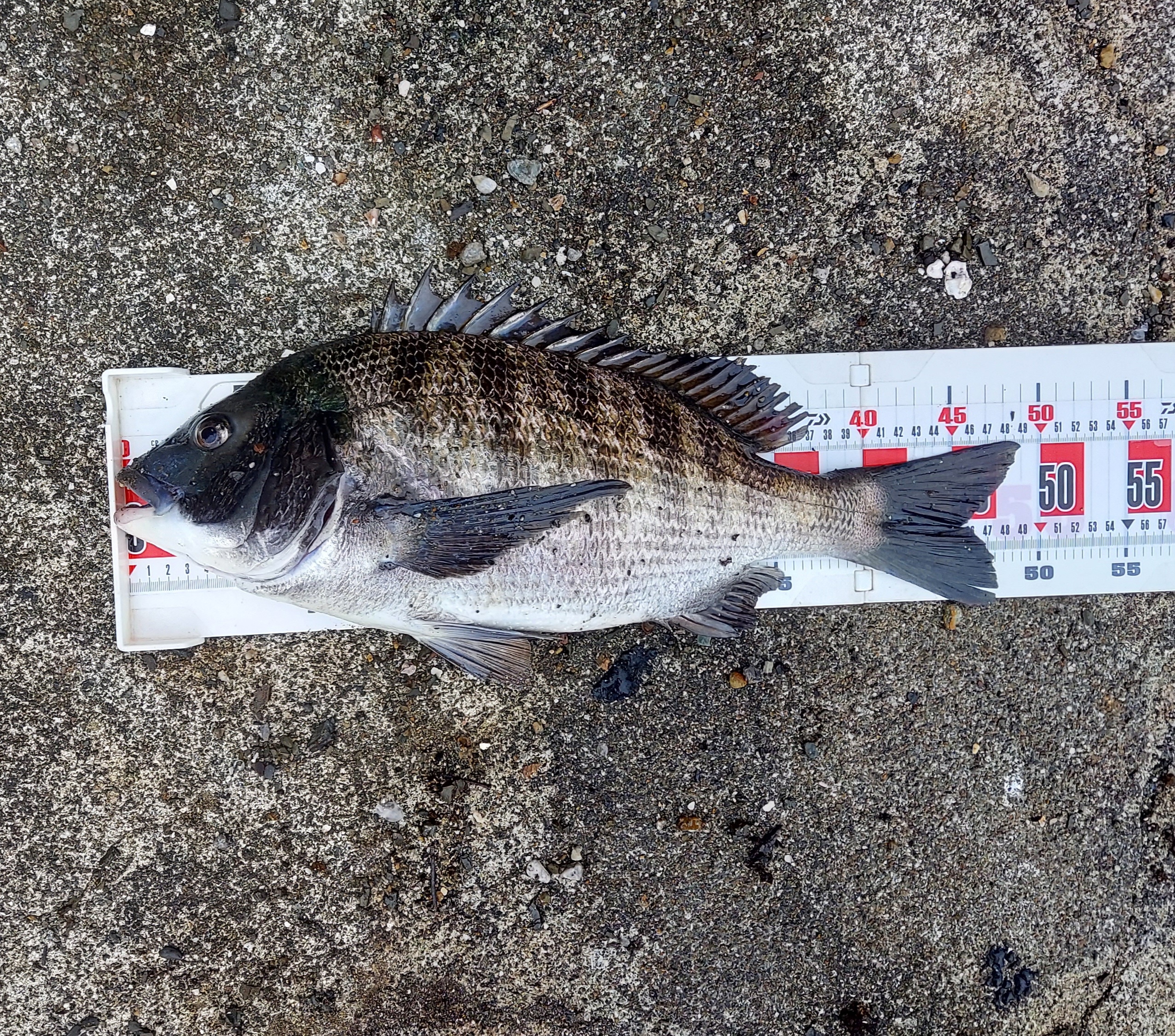 巨チヌ極道様のレポート | (株)宇崎日新（NISSIN）| 磯・船・渓流など