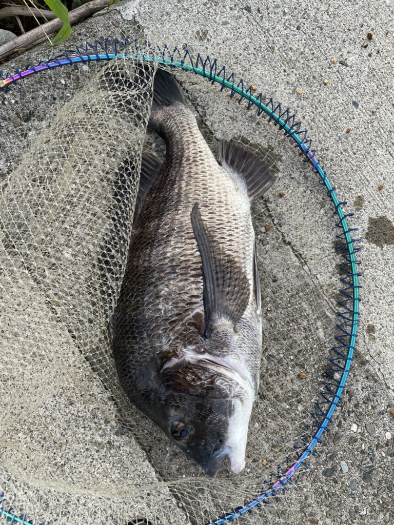 魚種 チヌ | 釣行記タグ | (株)宇崎日新（NISSIN）| 磯・船・渓流など