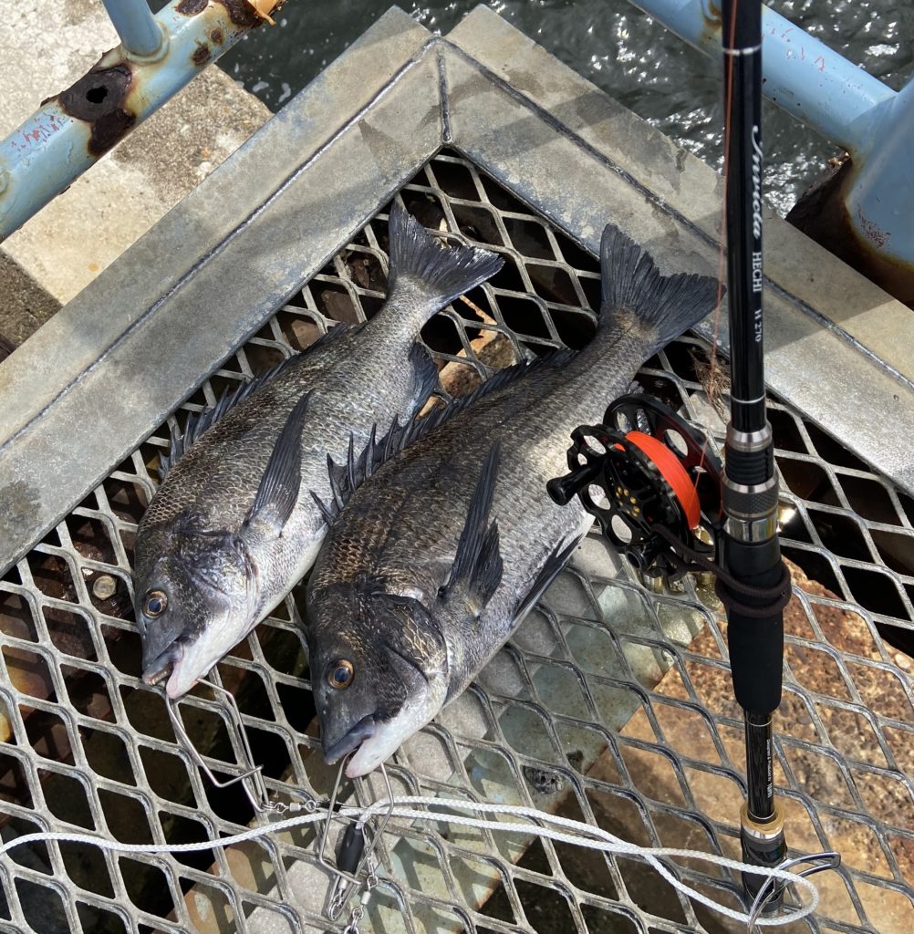 釣りは自由だあー様のレポート