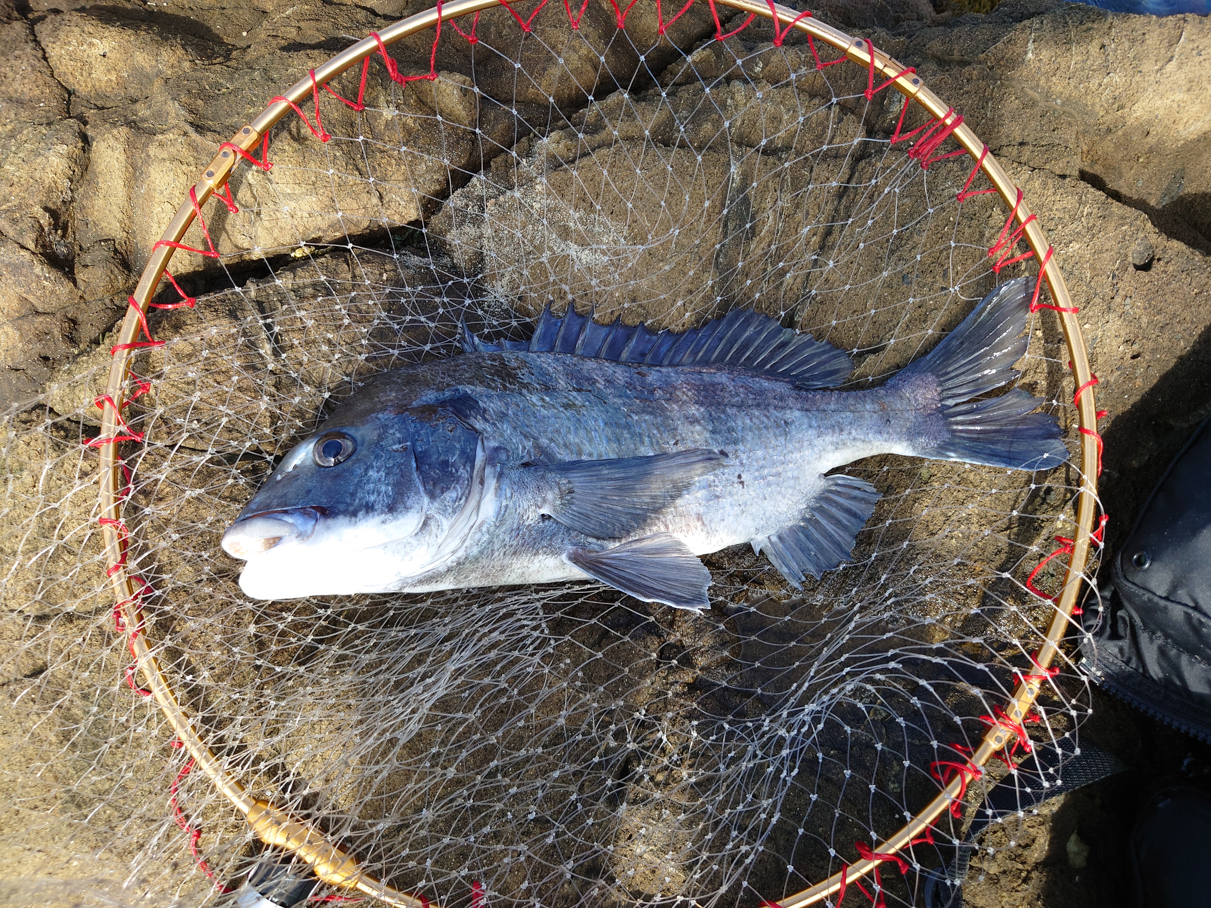 一ツ谷英輝様のレポート | (株)宇崎日新（NISSIN）| 磯・船