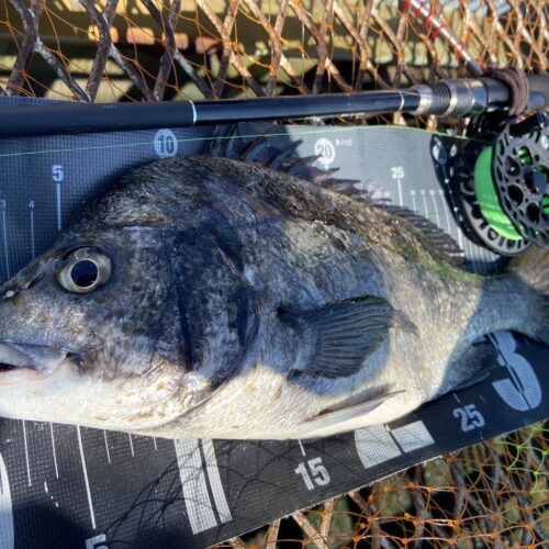 釣りは自由だあー様のレポート