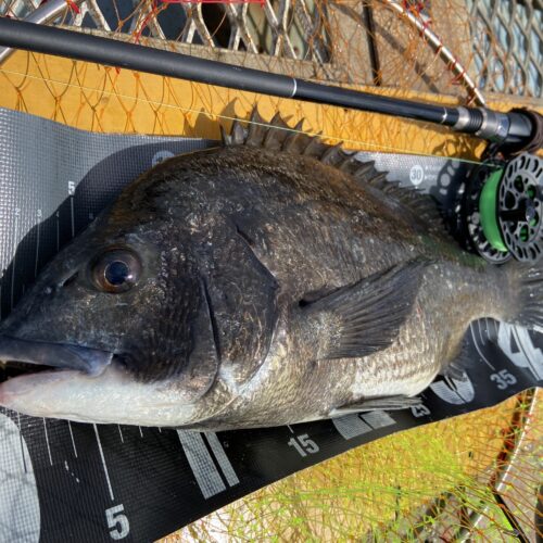 釣りは自由だあー様のレポート