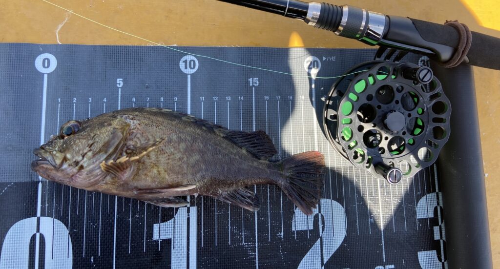 釣りは自由だあー様のレポート