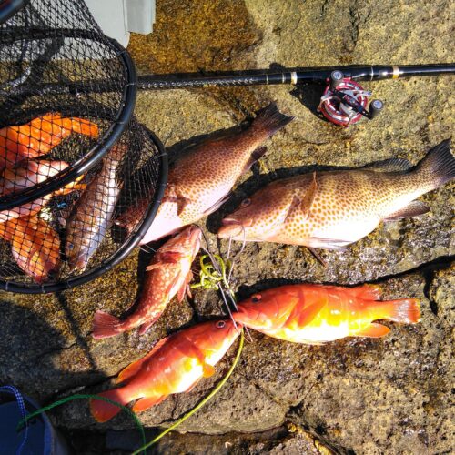 ヒロ高橋様のレポート | (株)宇崎日新（NISSIN）| 磯・船・渓流などの