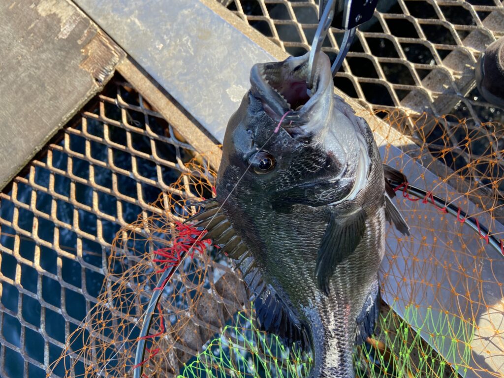 釣りは自由だあー様のレポート