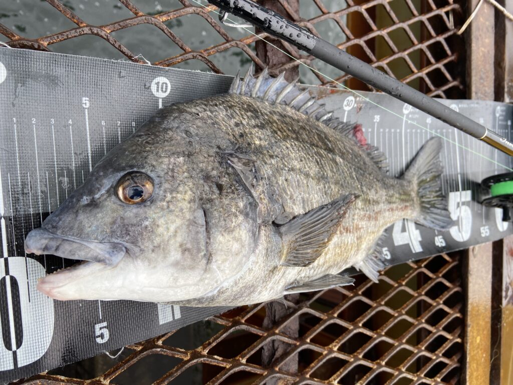 釣りは自由だあー様のレポート