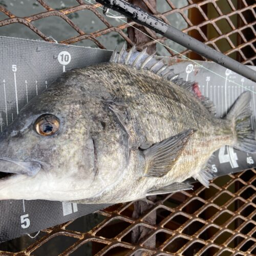 釣りは自由だあー様のレポート