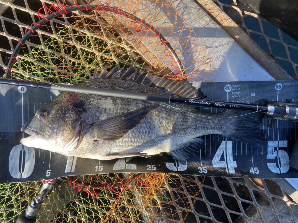 釣りは自由だあー様のレポート