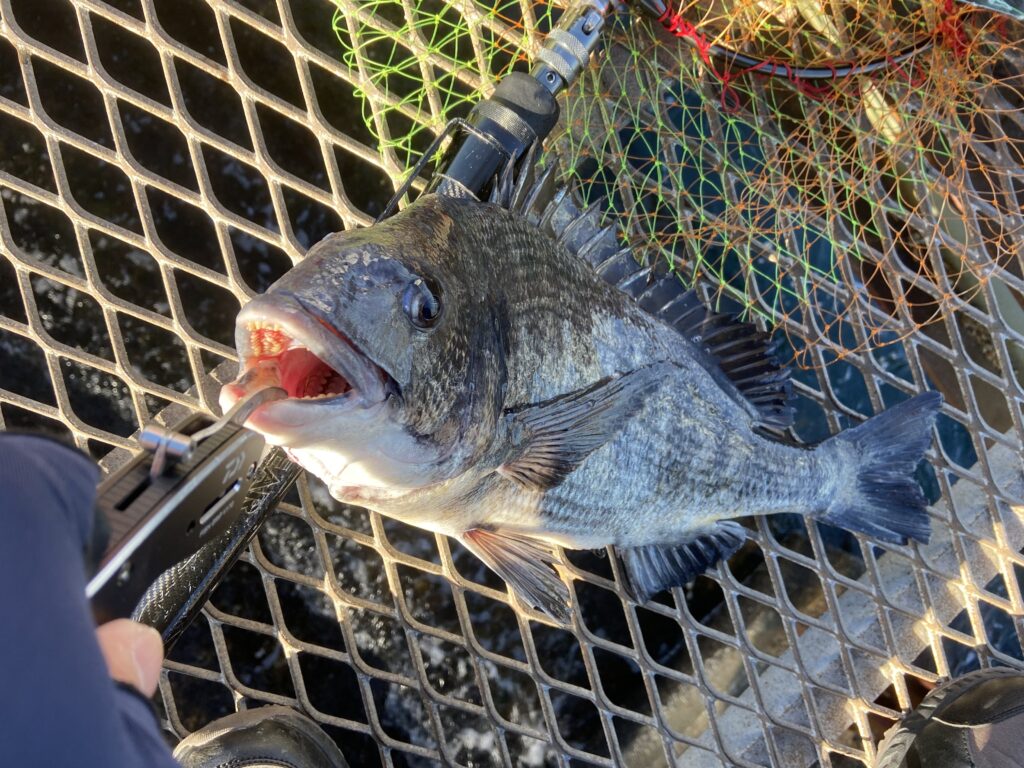 釣りは自由だあー様のレポート