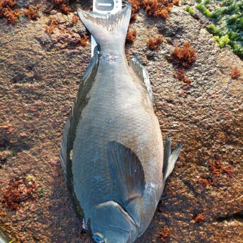 宮下智行様のレポート | (株)宇崎日新（NISSIN）| 磯・船・渓流などの