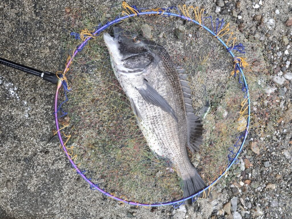 巨チヌ極道様のレポート