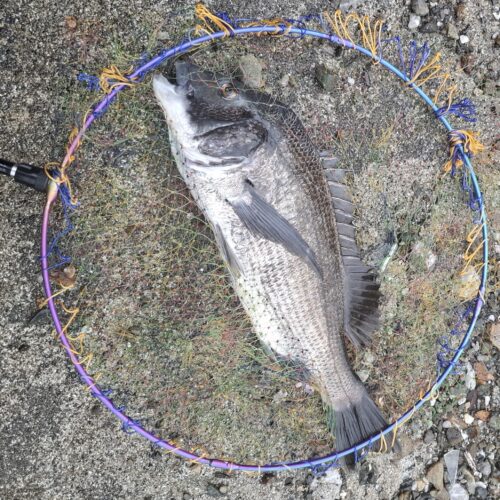 巨チヌ極道様のレポート