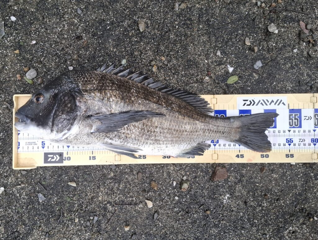 巨チヌ極道様のレポート