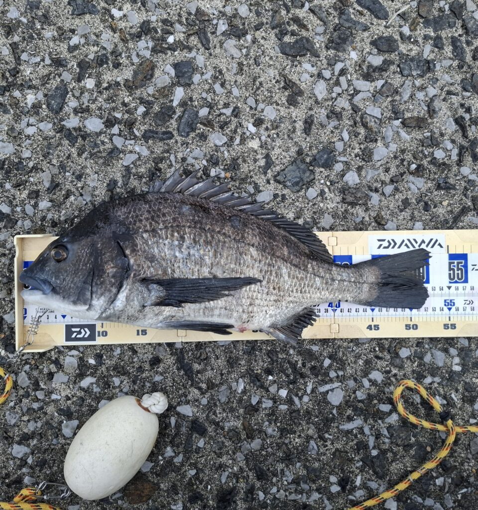 巨チヌ極道様のレポート