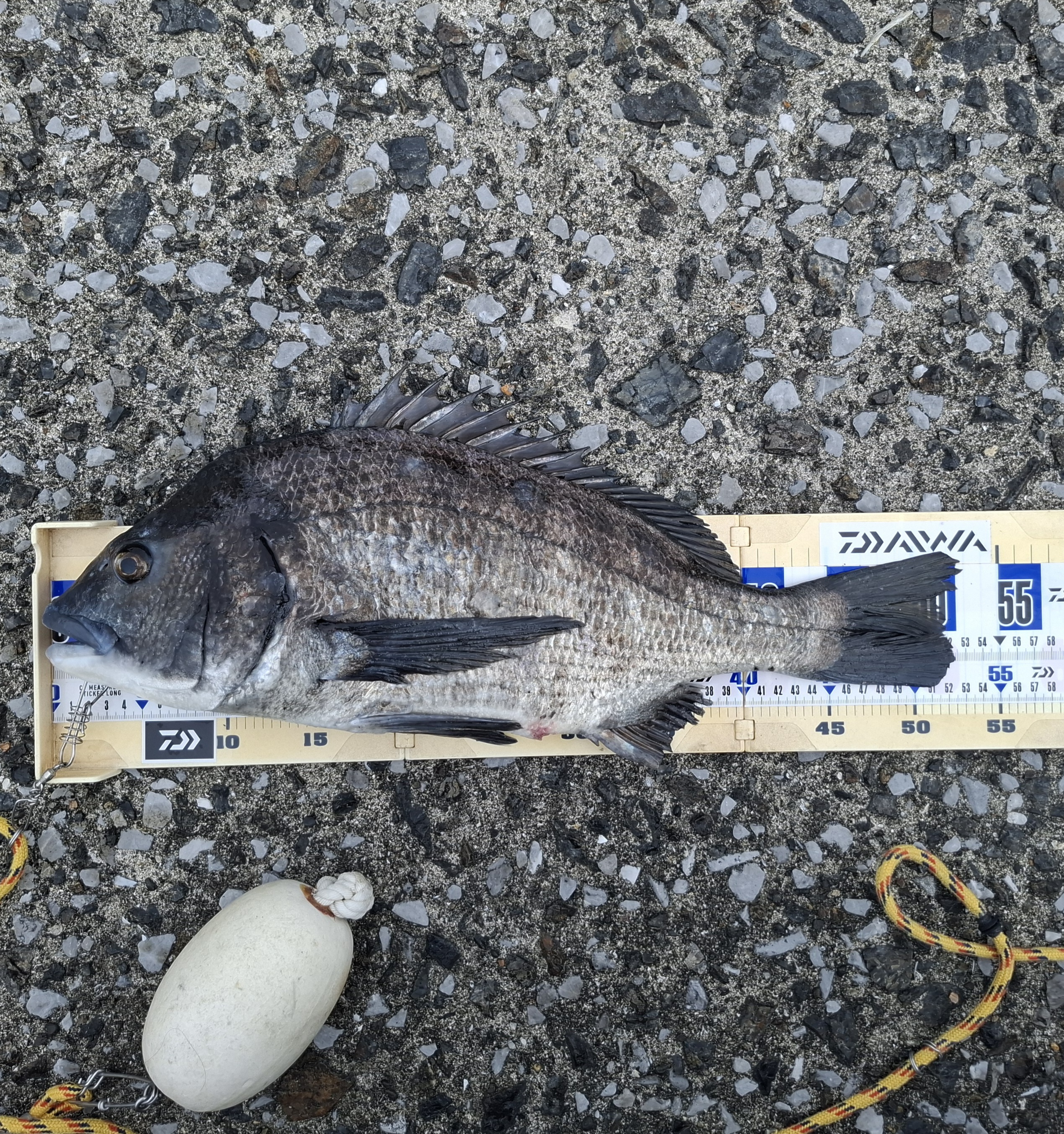 巨チヌ極道様のレポート | (株)宇崎日新（NISSIN）| 磯・船・渓流など