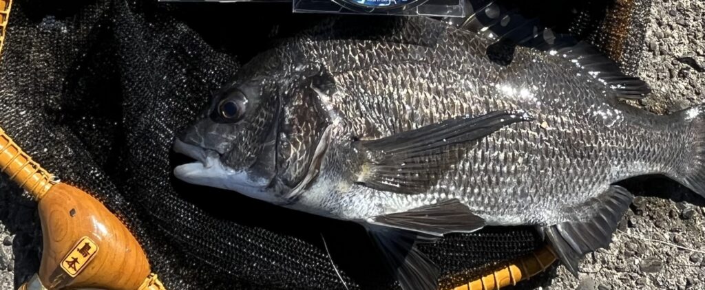 東京湾黒仙人 鳥本智之様のレポート