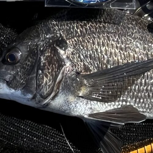 東京湾黒仙人 鳥本智之様のレポート