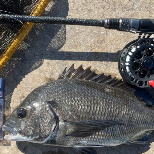 東京湾黒仙人 鳥本智之様のレポート