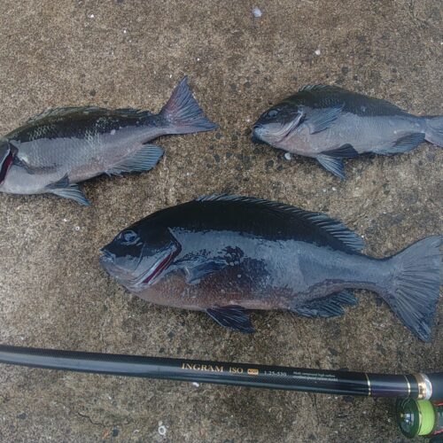 江口龍一様のレポート