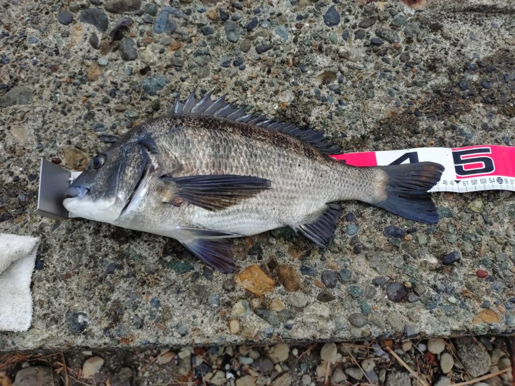 一ツ谷英輝様のレポート