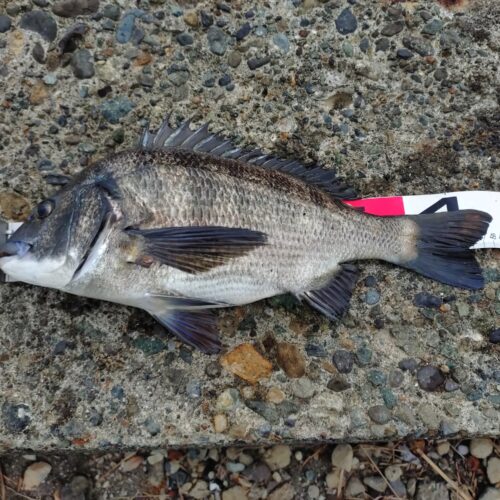 一ツ谷英輝様のレポート