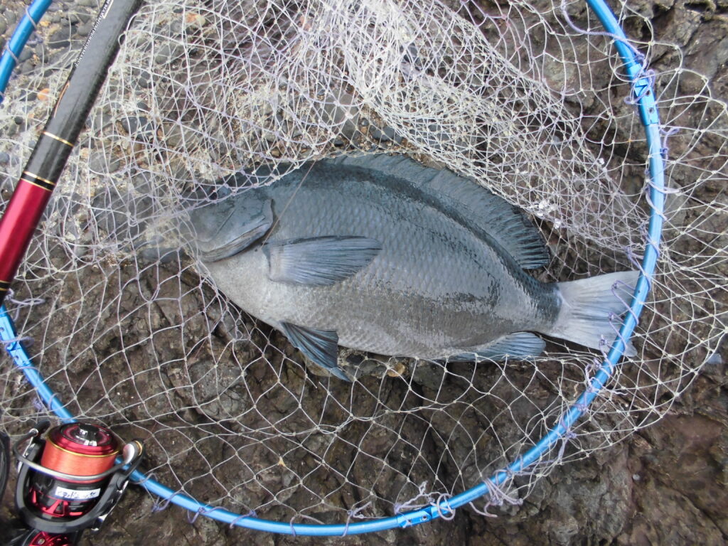 T＆A白澤政記様のレポート