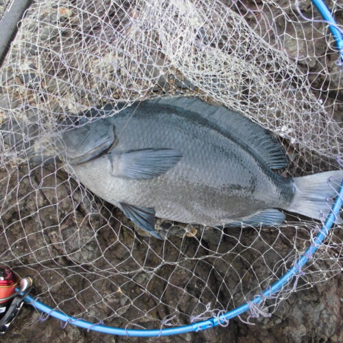 T＆A白澤政記様のレポート