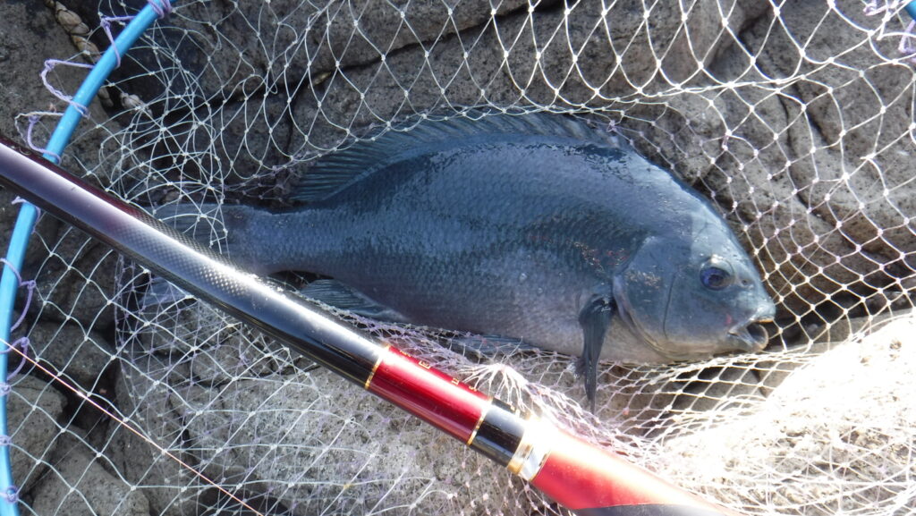 T＆A白澤政記様のレポート