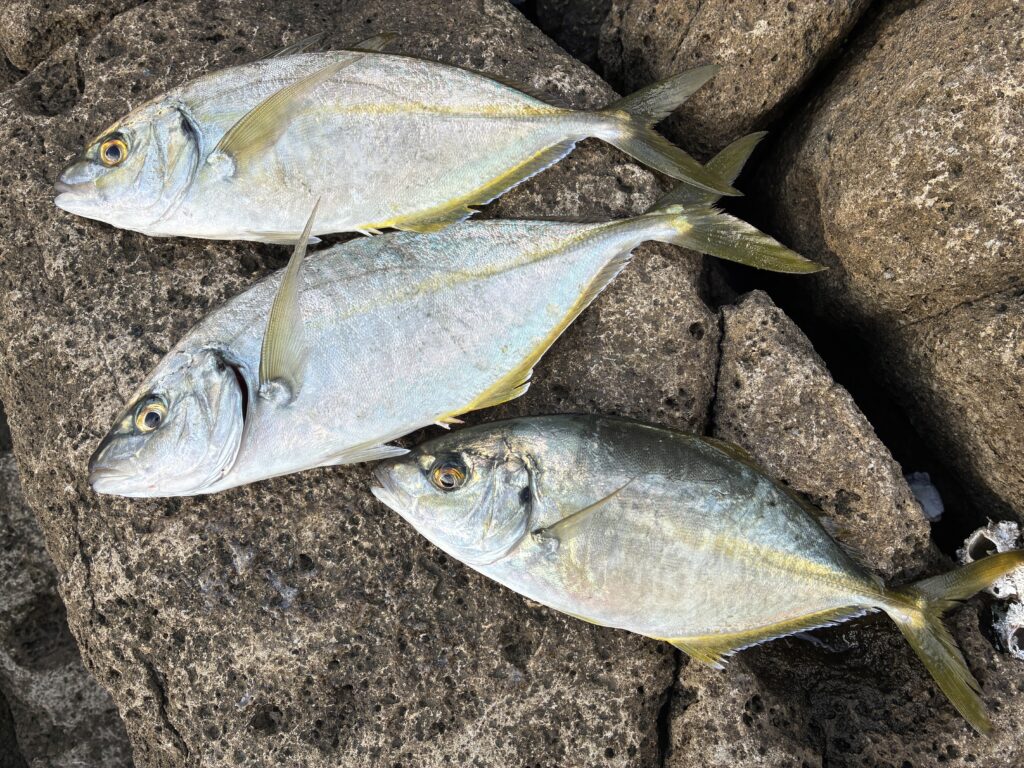 T＆A白澤政記様のレポート