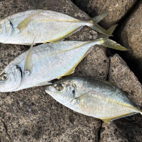 T＆A白澤政記様のレポート