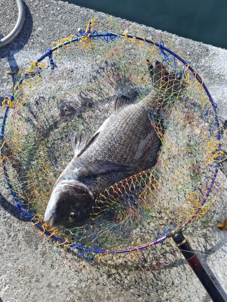 巨チヌ極道様のレポート