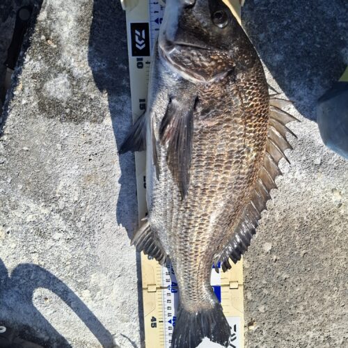 巨チヌ極道様のレポート