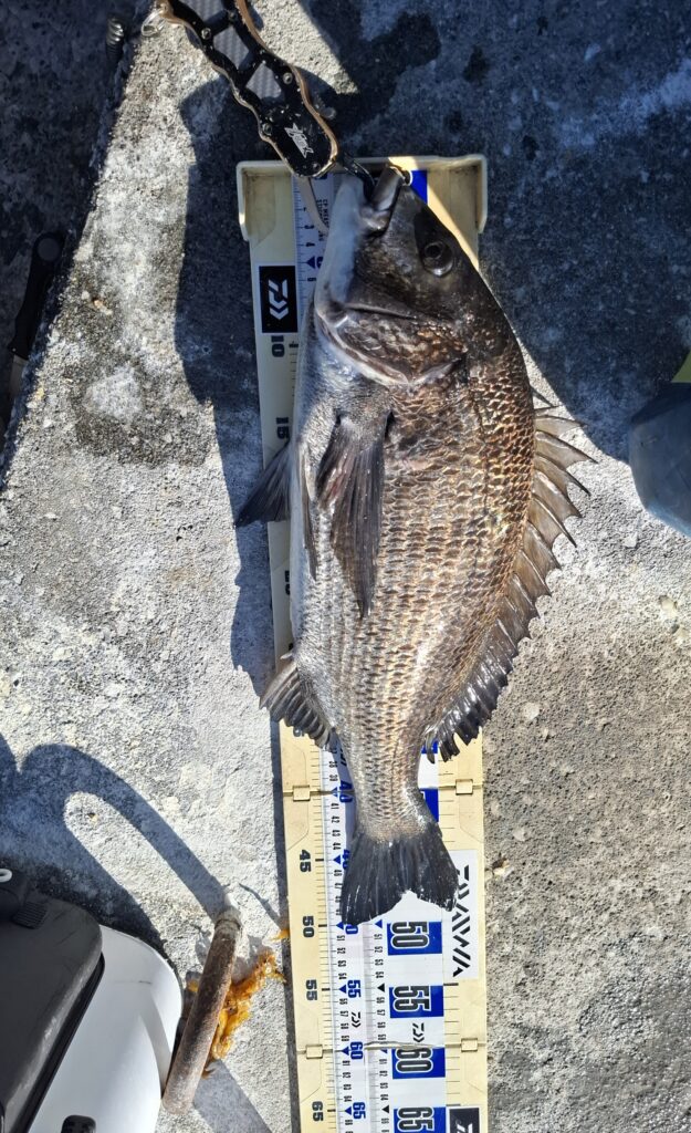 巨チヌ極道様のレポート