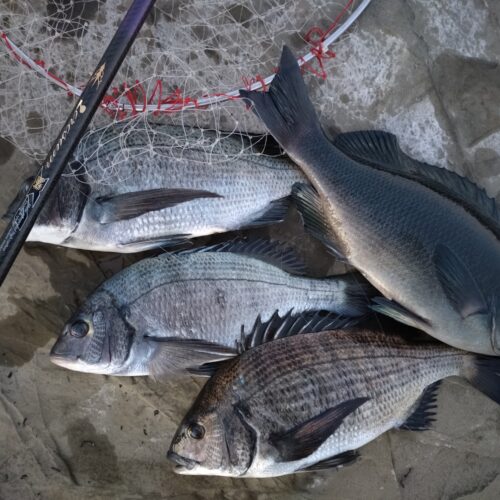 ゆーすけ様のレポート