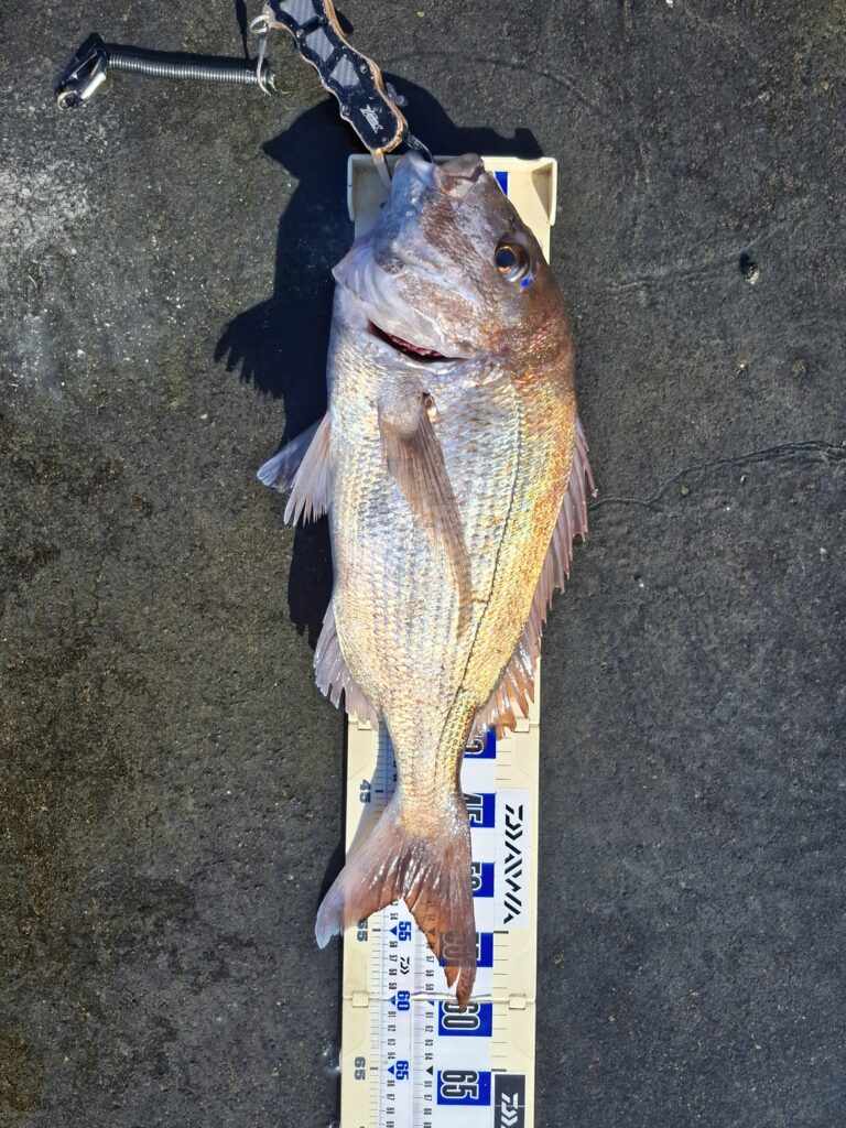 巨チヌ極道様のレポート