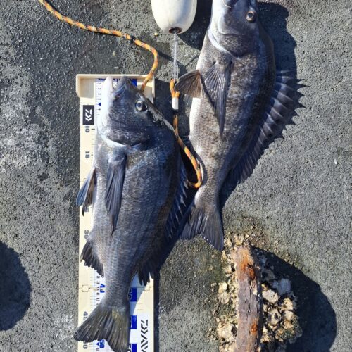 巨チヌ極道様のレポート