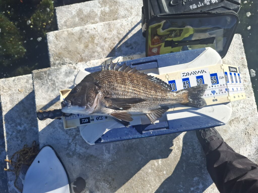 巨チヌ極道様のレポート