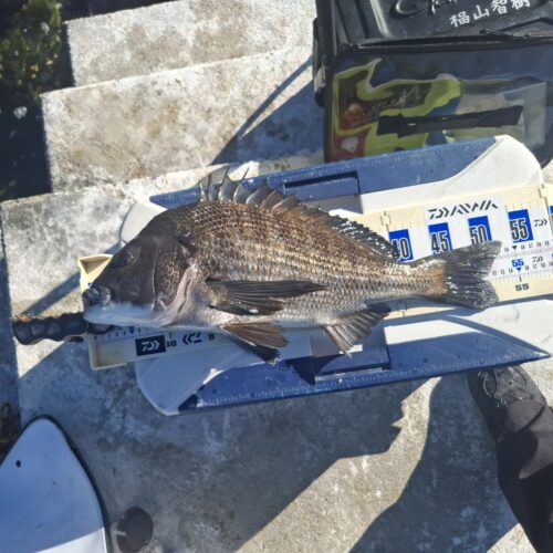 巨チヌ極道様のレポート