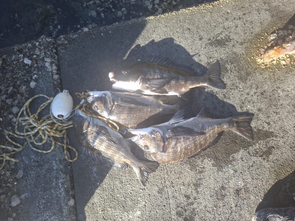 巨チヌ極道様のレポート