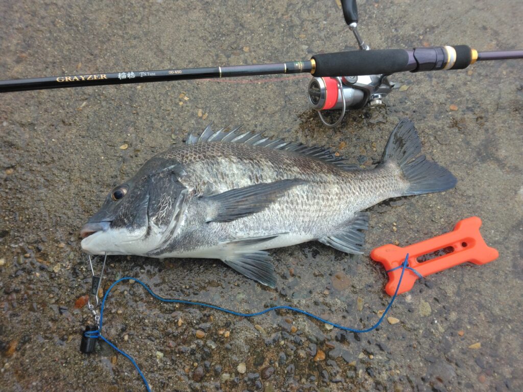 ダンゴ職人様のレポート