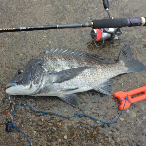 ダンゴ職人様のレポート