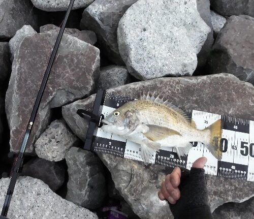 チーム風様のレポート