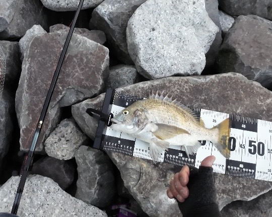 チーム風様のレポート