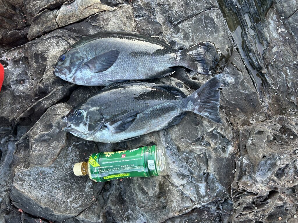 吉十様のレポート