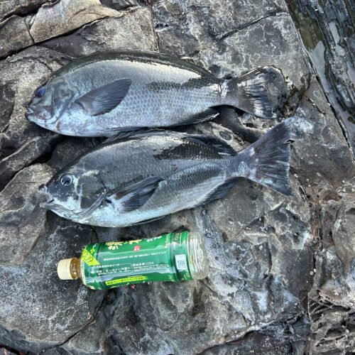 吉十様のレポート