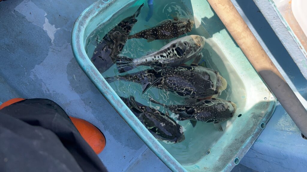 よっち様のレポート