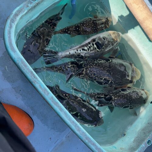 よっち様のレポート